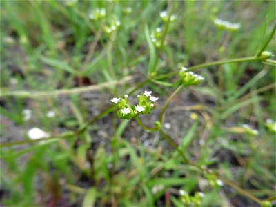 Valerianella dentata (L.) Pollich, 1776