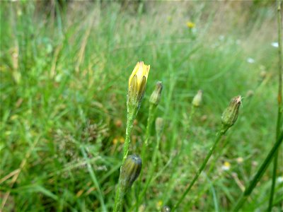 Scorzoneroides autumnalis (L.) Moench, 1794