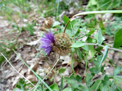 Centaurea pectinata L., 1763