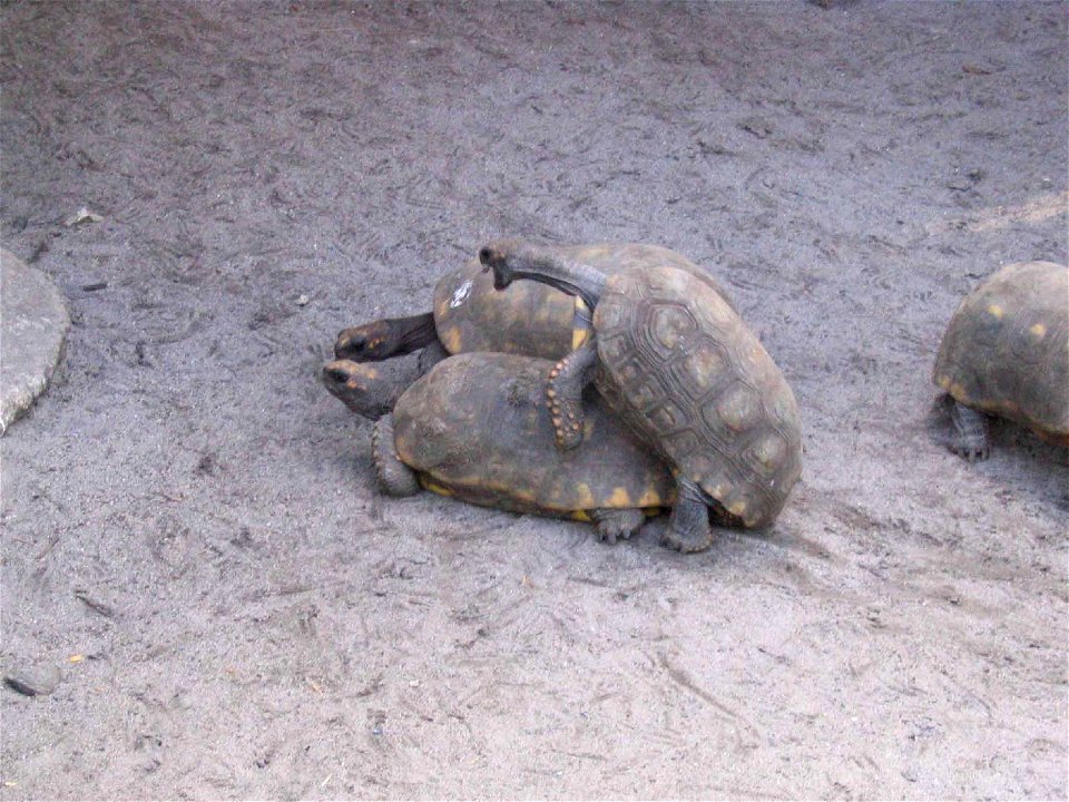13naughty tortoises