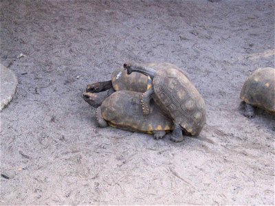 13naughty tortoises
