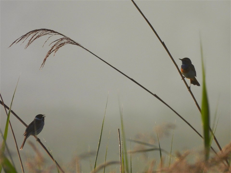 Blauwborst en rietgors