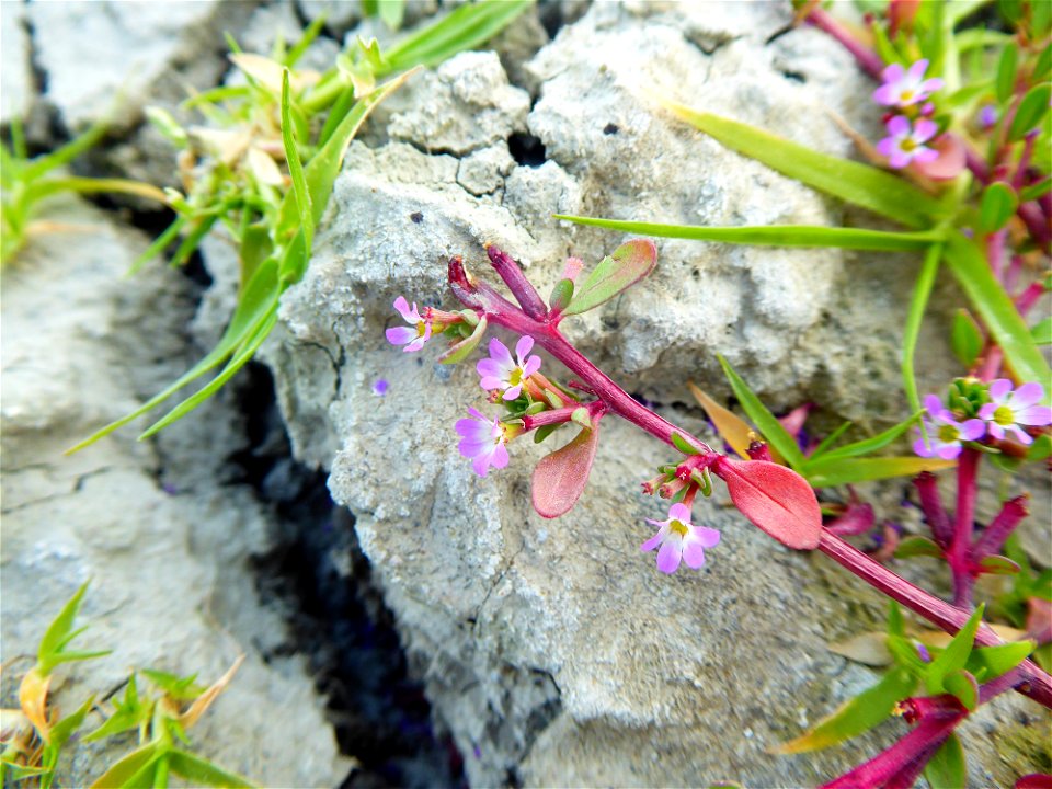Lythrum tribracteatum Salzm. ex Spreng., 1827