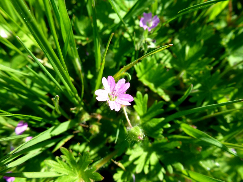 Geranium molle L., 1753