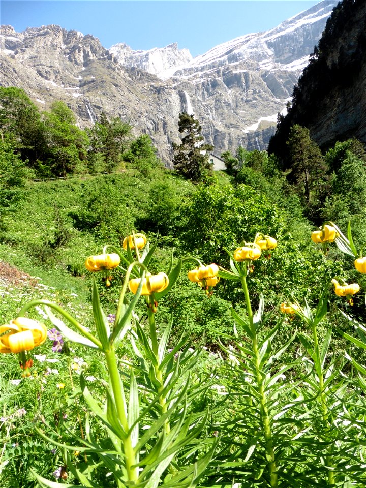 Lilium pyrenaicum Gouan, 1773