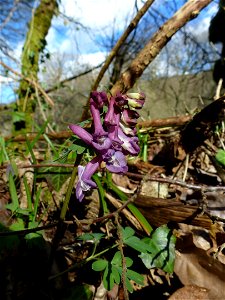 Corydalis solida (L.) Clairv., 1811