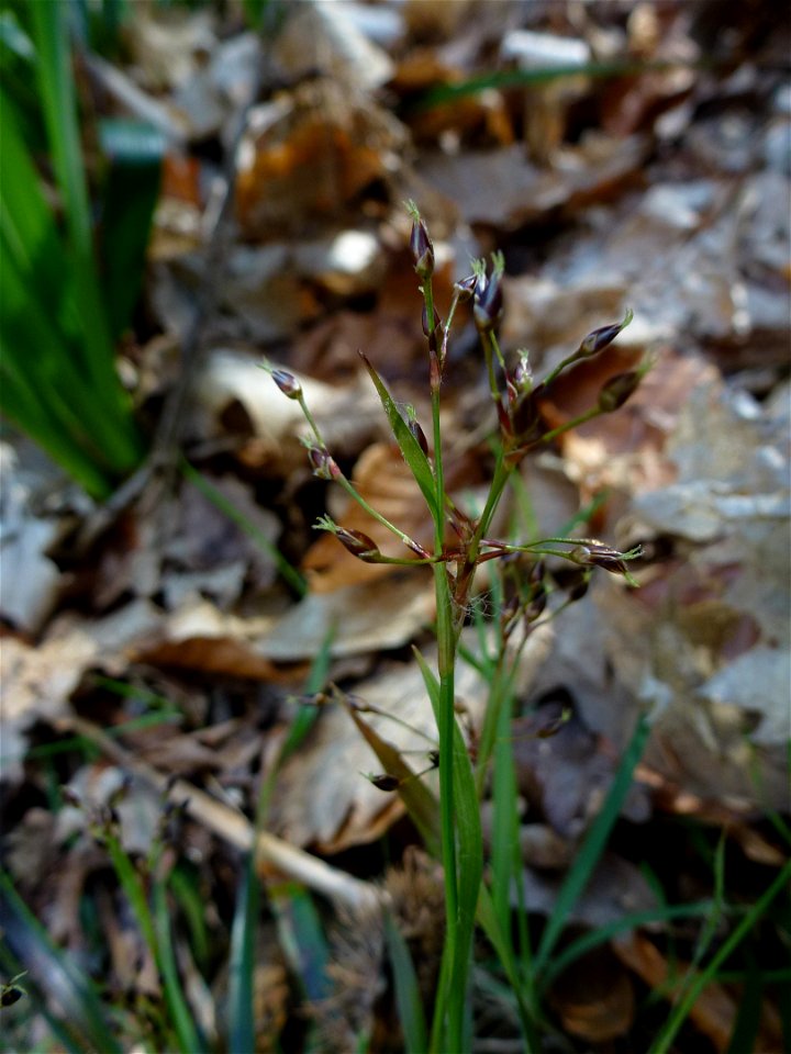 Luzula pilosa (L.) Willd., 1809
