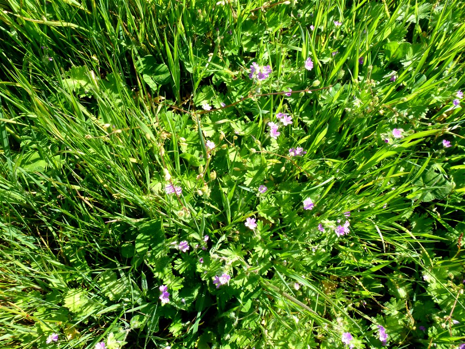 Geranium molle L., 1753