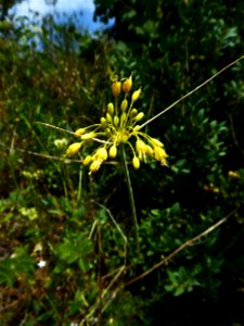 Allium flavum L., 1753