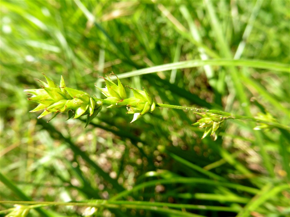 Carex spicata Huds., 1762