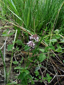 Mentha aquatica L., 1753