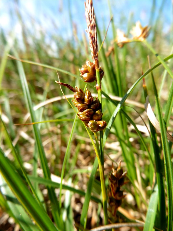 Carex liparocarpos Gaudin, 1804