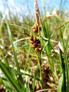 Carex liparocarpos Gaudin, 1804