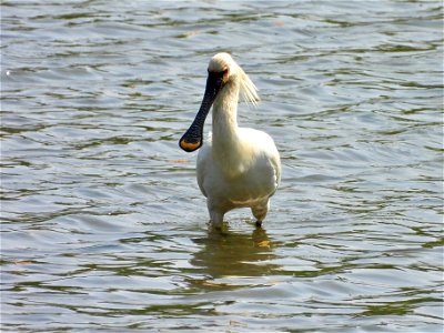 Lepelaar