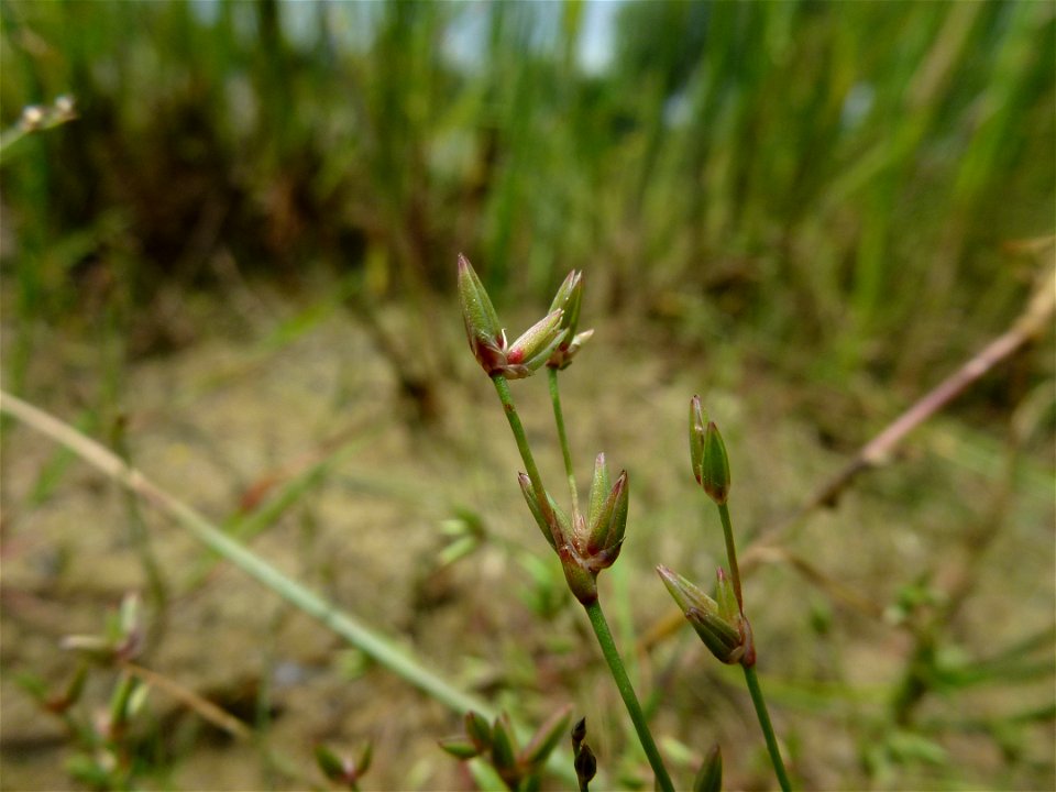 Juncus pygmaeus Rich. ex Thuill., 1799