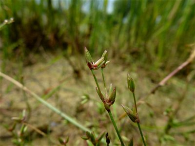 Juncus pygmaeus Rich. ex Thuill., 1799