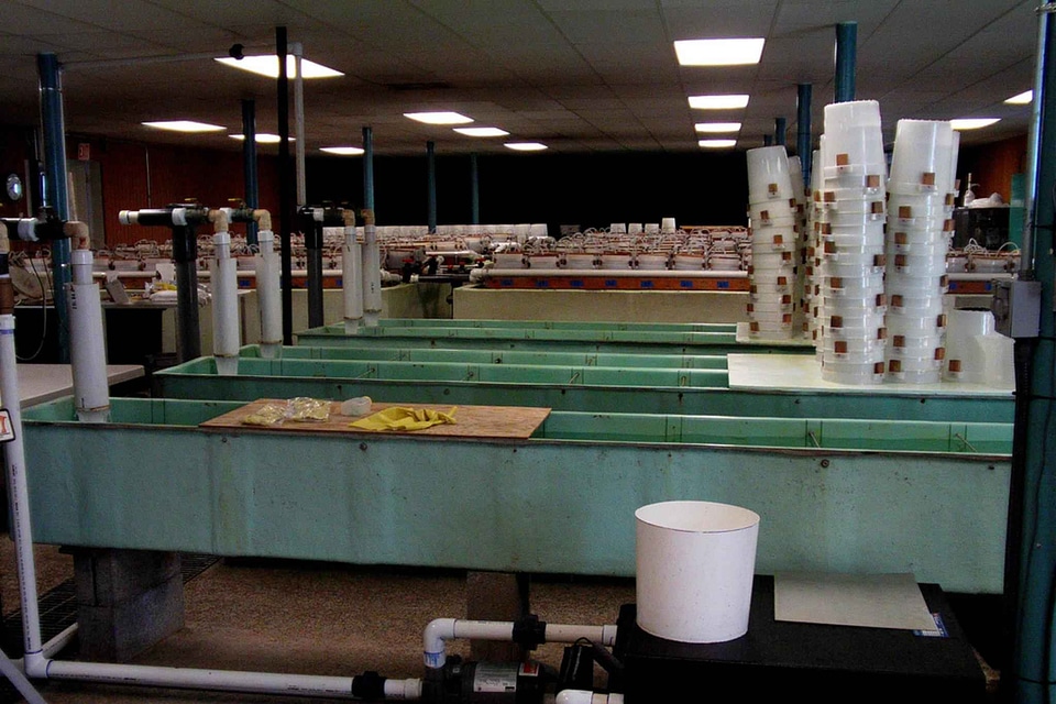 Fish hatchery 