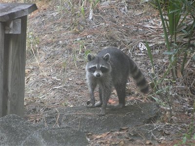 Raccoon