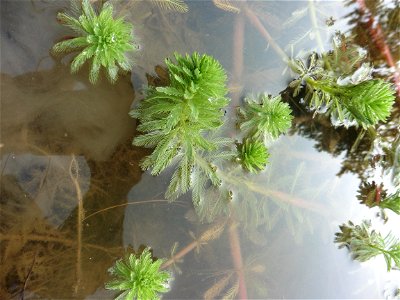 Myriophyllum aquaticum (Vell.) Verdc., 1973