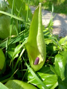 Arum maculatum L., 1753