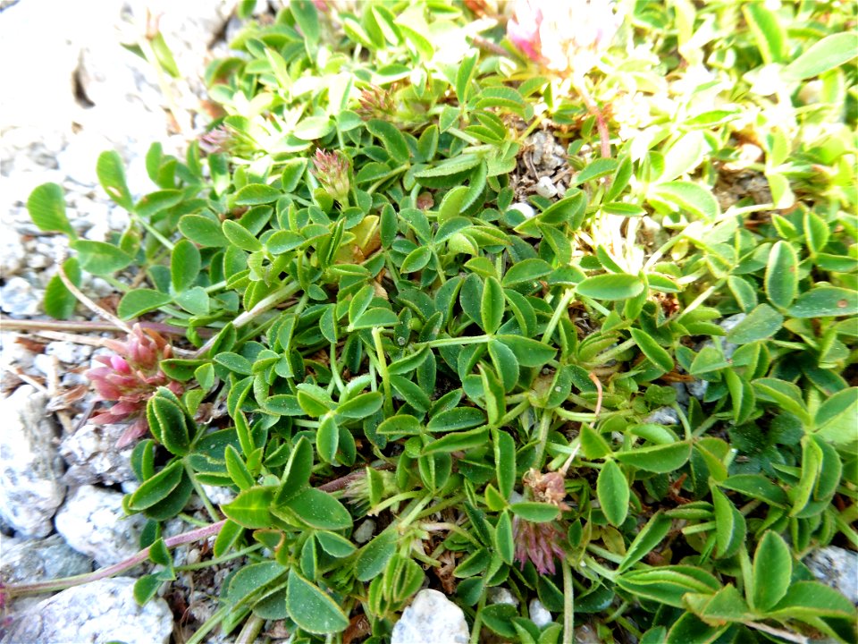 Trifolium thalii Vill., 1779