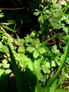 Adoxa moschatellina L., 1753