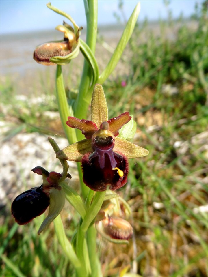 Ophrys passionis Sennen, 1926