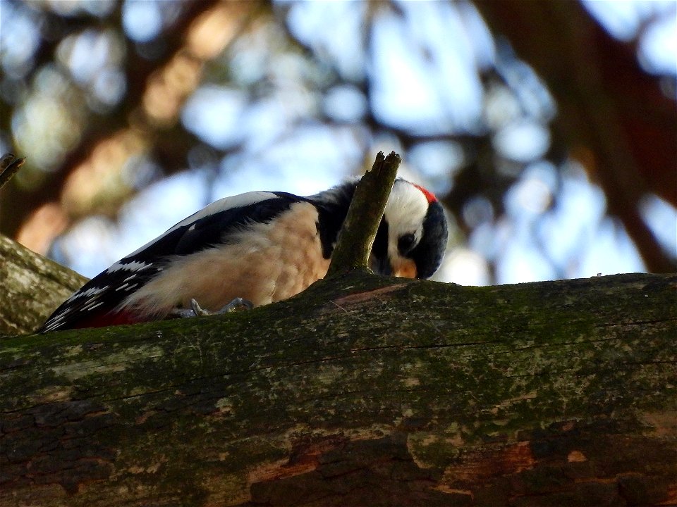 Grote bonte specht