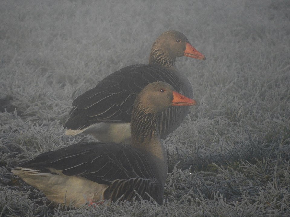 Ganzen in de mist