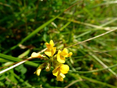 Hippocrepis comosa L., 1753