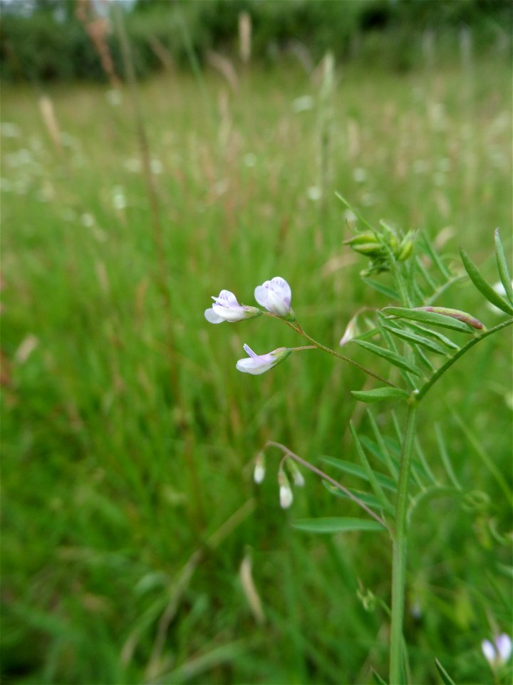 Ervum gracile (Loisel.) DC., 1813