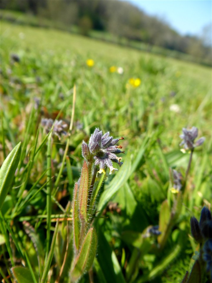 Myosotis discolor Pers., 1797