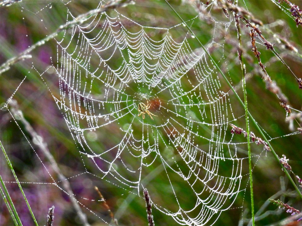 Heidewielwebspin