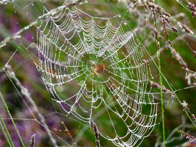 Heidewielwebspin