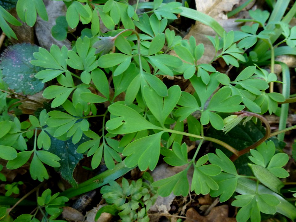 Corydalis solida (L.) Clairv., 1811