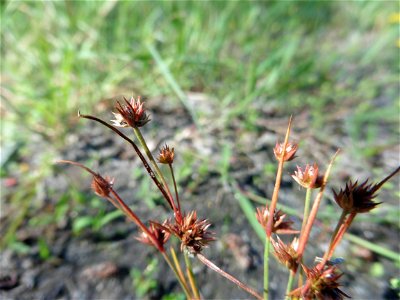 Juncus capitatus Weigel, 1772