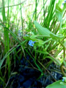 Myosotis sicula Guss., 1843