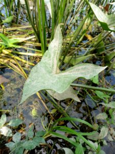 Sagittaria sagittifolia L., 1753