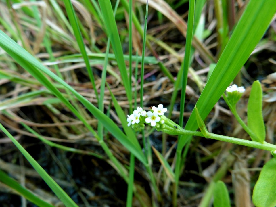 Myosotis sicula Guss., 1843