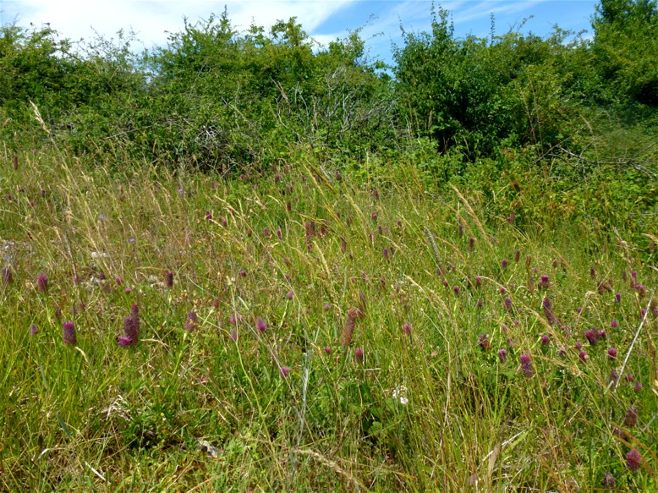 Medicago orbicularis (L.) Bartal., 1776