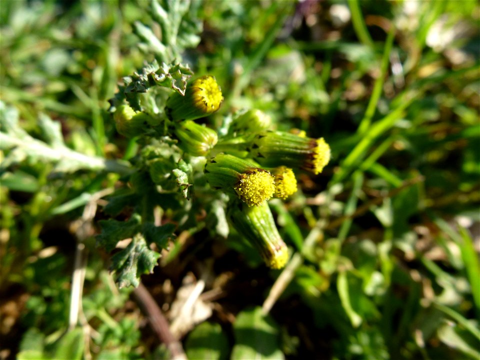 Senecio vulgaris L., 1753