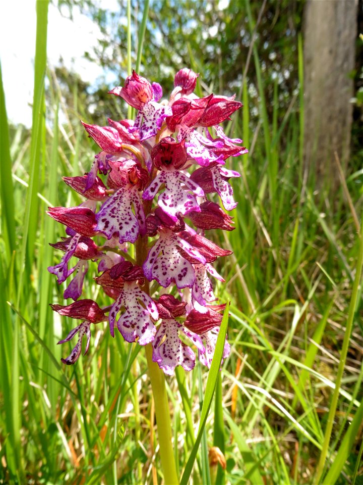 Orchis purpurea Huds., 1762