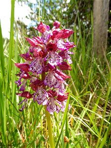 Orchis purpurea Huds., 1762