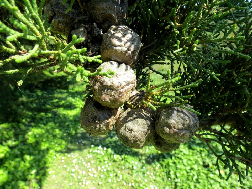 Cupressus macrocarpa Hartw., 1847