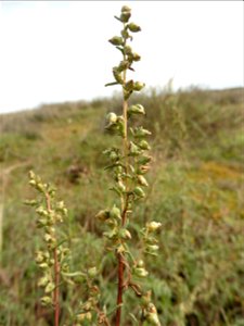 Artemisia campestris subsp. maritima (DC.) Arcang., 1882