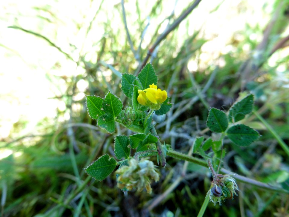 Medicago italica (Mill.) Fiori, 1921