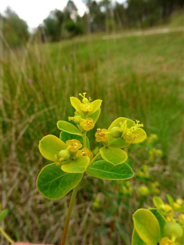 Euphorbia illirica Lam., 1788