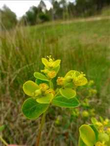 Euphorbia illirica Lam., 1788