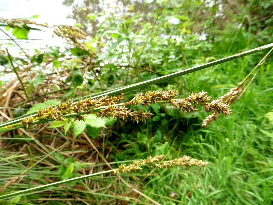 Carex paniculata L., 1755
