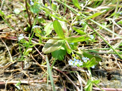 Myosotis sicula Guss., 1843